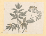 Fruit and flowers.