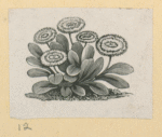 Fruit and flowers.