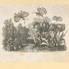 Flowers.