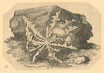 Flowers.