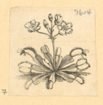 Flowers.