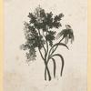 Flowers.