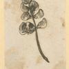 Flowers.