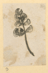 Flowers.