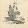 Flowers.