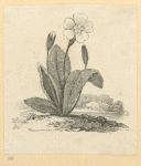 Flowers.