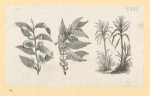 Plants.