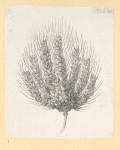 Plants.