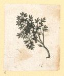 Plants.