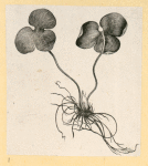 Plants.