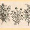 Plants.