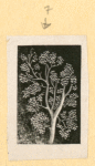 Plants.