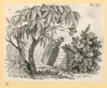 Plants.