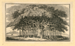 Trees.
