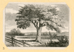 Trees.