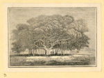 Trees, furniture, and tools.