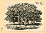 Trees, furniture, and tools.