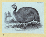 Scrap Book, Volume 6, p.80
