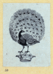 Scrap Book, Volume 6, p.81