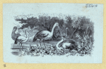 Scrap Book, Volume 6, p.82