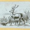 Deer, moose, and elk.