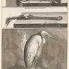 Sterlet Visch ; Kop van den vogel Lepelaer; Soort van Reiger