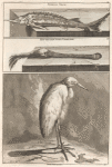 Sterlet Visch ; Kop van den vogel Lepelaer; Soort van Reiger