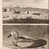 Dorp by Gihara ; Angoert vogel
