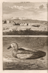 Dorp by Gihara ; Angoert vogel