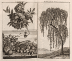 Granaetbloem ; De Boom, genaemt Biede-Mahalagie ; Pompoentjes en andere Vrugten
