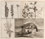 Kruyt madroen, onbeken kruyt, en wilde spaensche terwe ; Tarpentyn takje, en bloem Goel-nasranie ; Kruyt Chef-tereck ; De vogel Sjoerakan, en Snip