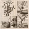 Kakauw vrugt ; Chineesche Sitroen; Jaka of Soorsacke ; Nam-nam Boom ; Blim-bing Boom