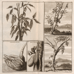 Kakauw vrugt ; Chineesche Sitroen; Jaka of Soorsacke ; Nam-nam Boom ; Blim-bing Boom