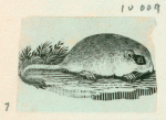 Volume 3, p.39