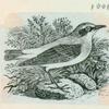 Volume 3, p.39
