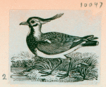 Volume 3, p.43