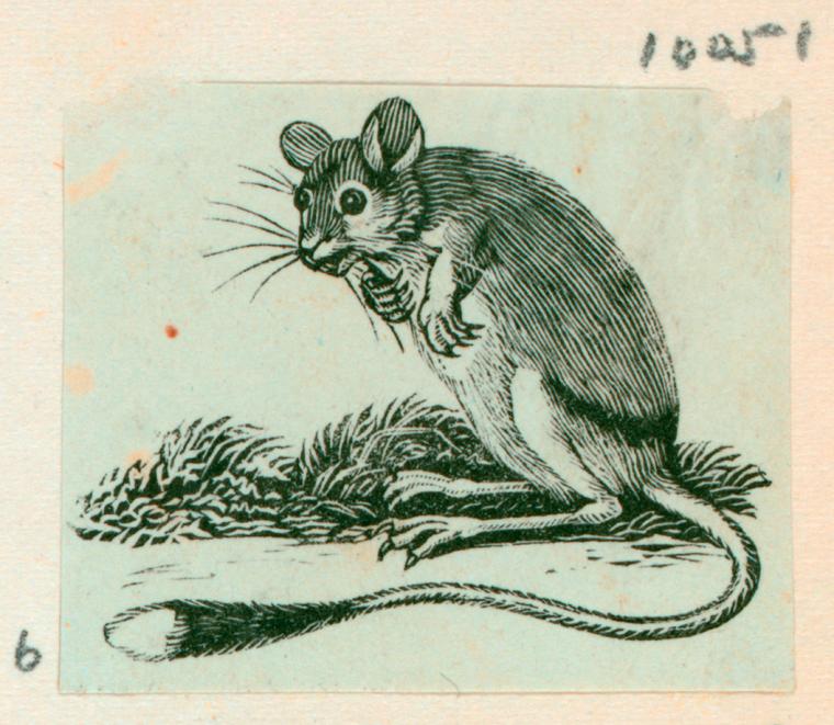 Index