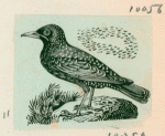Volume 3, p.43