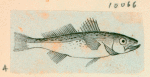 Volume 3, p.44