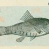 Volume 3, p.44