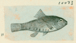 Volume 3, p.44