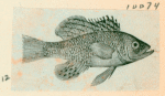 Volume 3, p.44