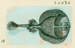 Volume 3, p.44
