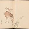 Deer and pampas grass