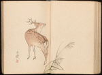 Deer and pampas grass