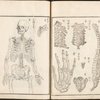 Wood : The Full Skeleton, Clavicle