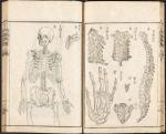 Wood : The Full Skeleton, Clavicle