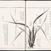 Nine types of leaves and how to draw them