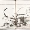 Orchids in the wind