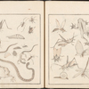 Insects, snake, and frogs